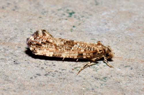 Morophaga choragella